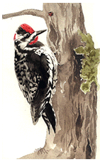 rednapedsapsucker