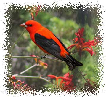 real_scarlet_tanager