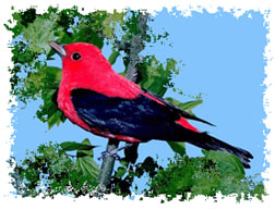 real_scarlet_tanager