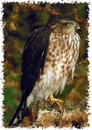 imageofsharpshinnedhawk