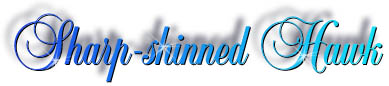 sharp-shinned_hawk_title