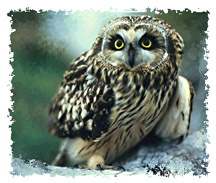 short_eared_owl