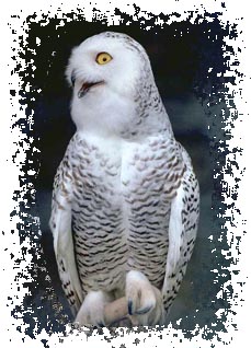 snowy_owl