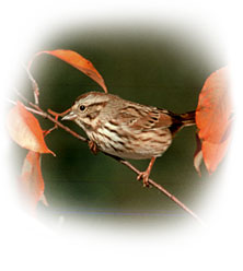 real_song_sparrow