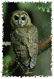 spotted_owl