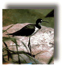real_black_necked_stilt