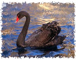 black swan image