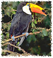 real_toucan