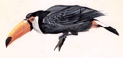 toucan_illustration