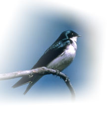tree_swallow