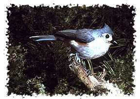 tufted_titmouse