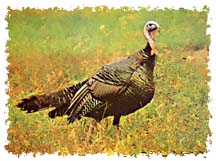 real_turkey