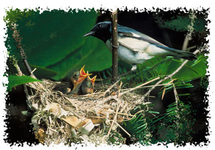 blue_warbler