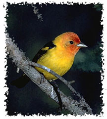 western_tanager