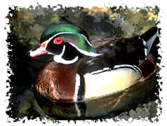 real_wood_duck