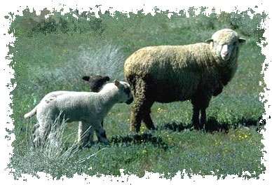 real_lambs