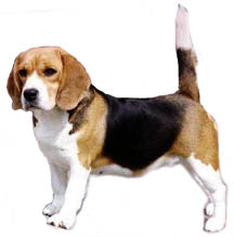 real_beagle