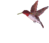 animated_hummingbird
