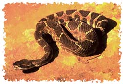 real_rattlesnake