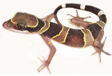 real_gecko