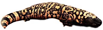 real_gila_monster