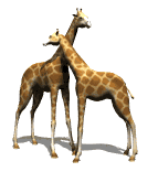 animated_giraffes