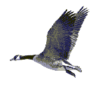 animated_canada_goose