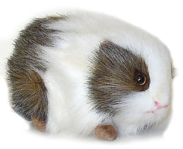 hansa_guineapig