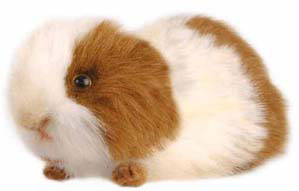 hansa_guineapigred