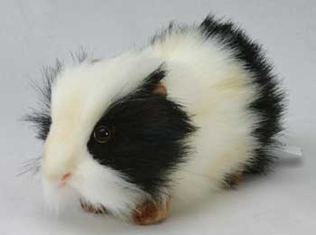 hansa_guineapig_black
