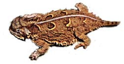 real_horned_lizard