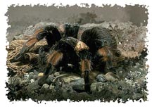 real_tarantula