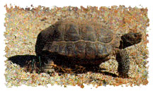 real_tortoise