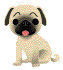 animated_pug_dog