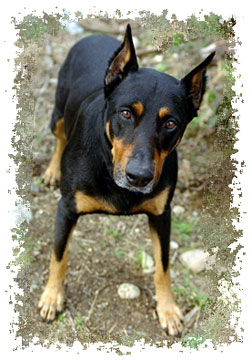 Find Doberman Pinschers Stuffed Animals Facts And Information At This Little Black And Tan Doberman Pinscheris From Gund Is Named Ebony Check The Jeannie S Cottage Gift To See If There