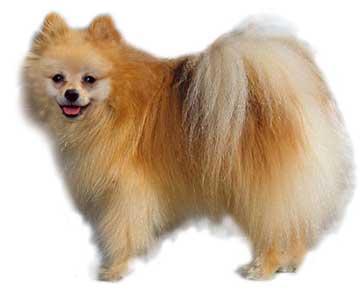 real_pomeranian