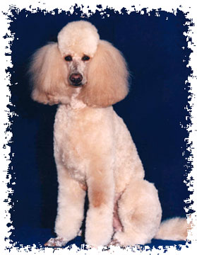 real_poodle