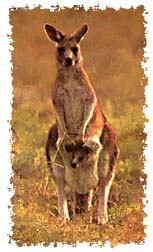real_kangaroo
