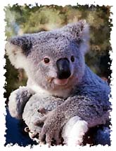 real_koala