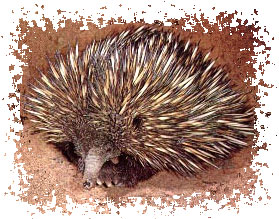 real_echidna