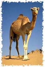 real_camel