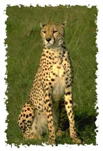 real_cheetah