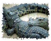 real_alligators