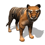 animated_tiger