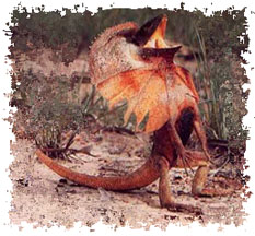 real_frilled_lizard