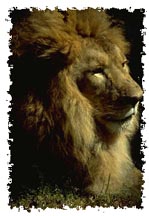 real_lion