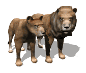 animated_lions