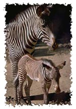 real_zebras