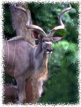 real_greater_kudu