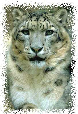 real snow leopard